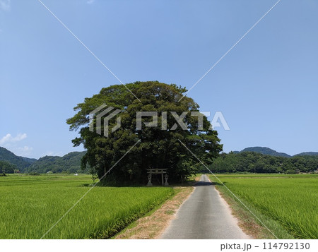 鳥取　アニメ映画に出てきそうな田舎の大きな木 114792130