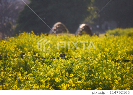 池田湖の黄金に輝く菜の花 114792166