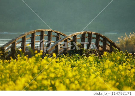 菜の花に包まれる橋の風景 114792171