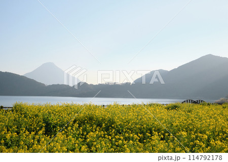 池田湖を見つめる満開の菜の花 114792178
