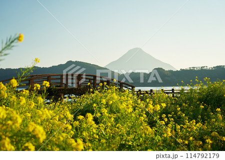 菜の花と橋と開聞岳の美しい背景 114792179