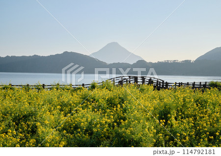 満開の菜の花が咲く池田湖の景色 114792181