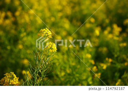 春の訪れを感じる菜の花のイメージ風景 春の訪れを感じる菜の花のイメージ風景 114792187