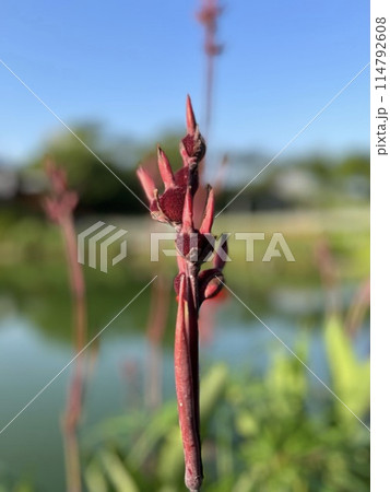植物 工場 プランツ 114792608
