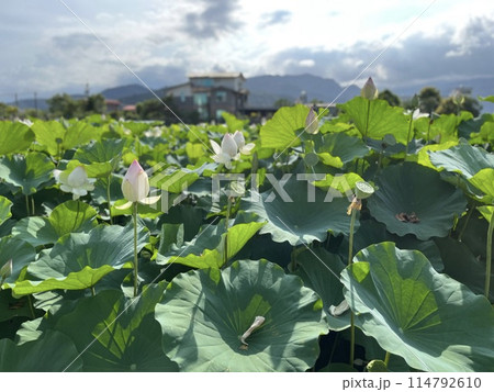 植物 工場 プランツ 114792610