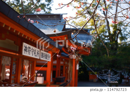 春の枚聞神社 114792723