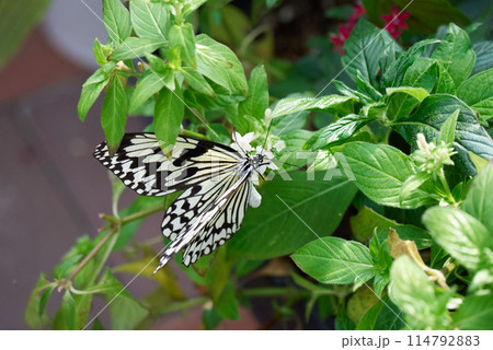 眺めるオオゴマダラ 114792883