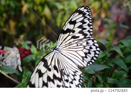 模様が美しいオオゴマダラ 114792885