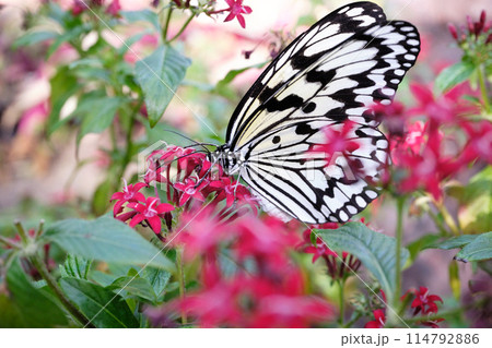 大きなオオゴマダラの蝶々 114792886