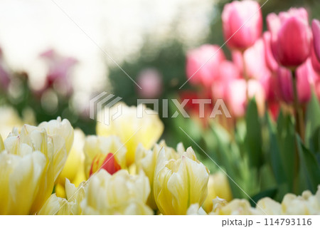 開花した春のチューリップ 開花した春のチューリップ 114793116