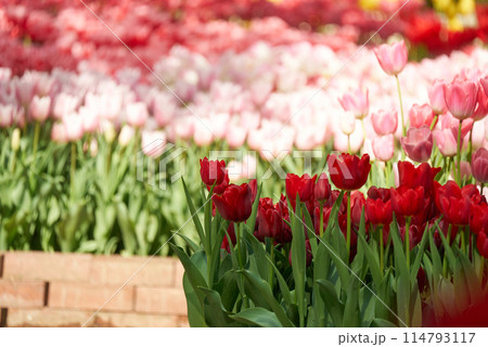 可愛いチューリップの花びら 114793117