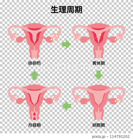 2024 human body-uterus-menstrual cycle illustration 114793202