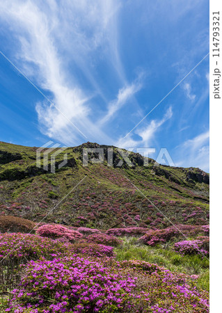 熊本県阿蘇山 ミヤマキリシマの群生地 砂千里から皿山までの登山道 114793321