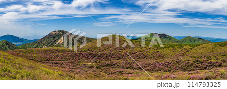 熊本県阿蘇山 ミヤマキリシマの群生地 砂千里から皿山までの登山道 114793325