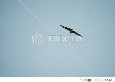 旋回するトンビ 114793338