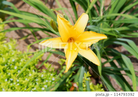 yellow lily flowers in garden yellow lily flowers in garden 114793392