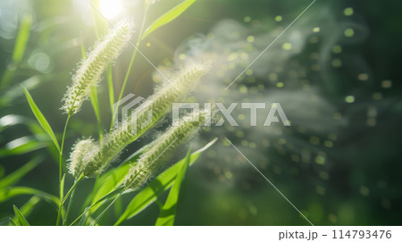 "緑の季節にイネ科の花粉が飛散している."<AI生成素材> 114793476