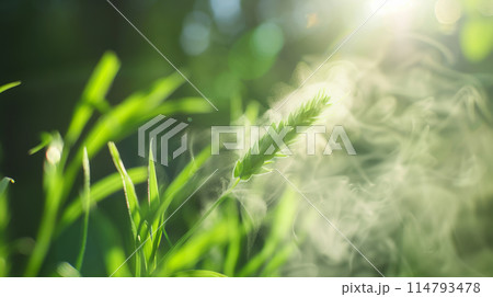 "緑の季節にイネ科の花粉が飛散している."<AI生成素材> 114793478