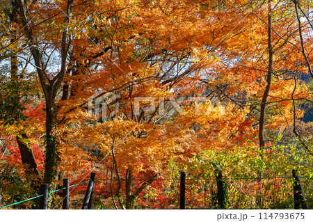 埼玉県の嵐山渓谷の紅葉 114793675