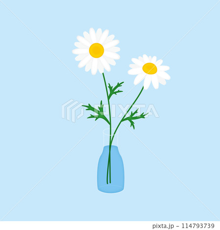 ガラスの花瓶に咲くマーガレット ガラスの花瓶に咲くマーガレット 114793739