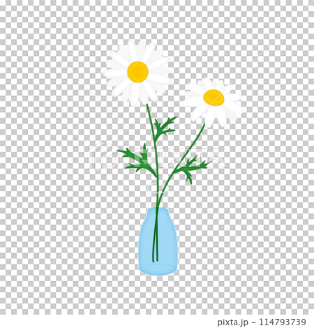 ガラスの花瓶に咲くマーガレット ガラスの花瓶に咲くマーガレット 114793739