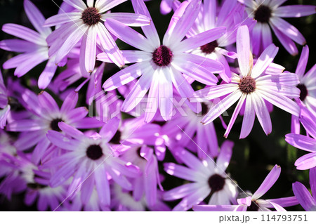 可愛いセネッティの花 可愛いセネッティの花 114793751