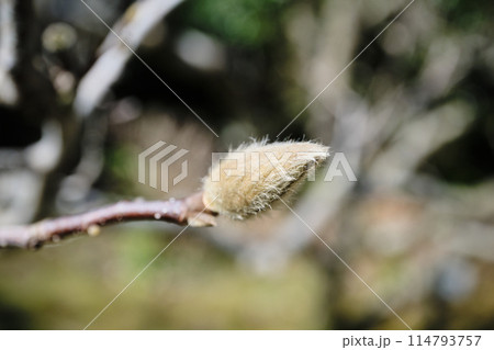 毛があるシモクレンのツボミ 114793757