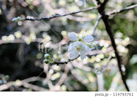 可愛いスモモの花 114793761