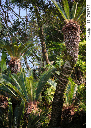 美しいソテツの木 美しいソテツの木 114793765