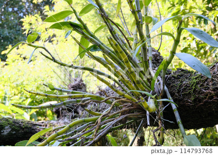 大木に活着する蘭 大木に活着する蘭 114793768