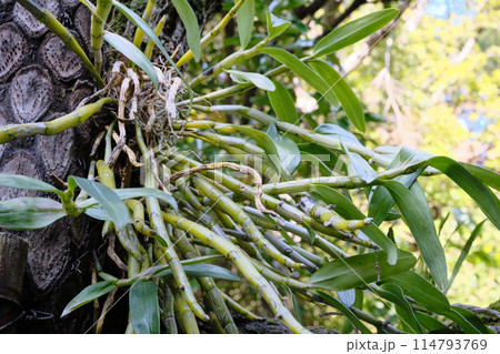 木に寄生する蘭 木に寄生する蘭 114793769