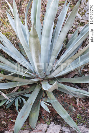 間近で見るアロエ 114793770