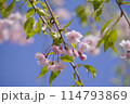 桜と空 114793869
