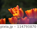 色彩豊かなチューリップ 114793870