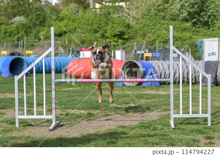 German Boxer Purebred Dog agility field jumping over obstacles, crossing tunnel, running slalom 114794227