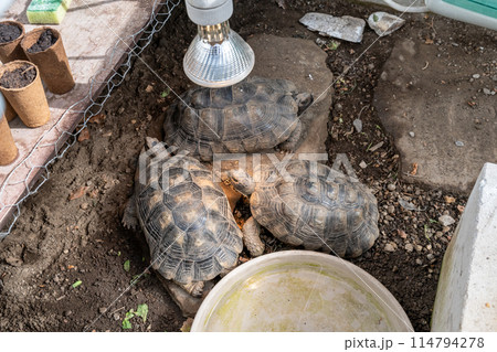 Turtle Testudo Marginata european landturtle family three turtles different size baby parents lined up closeup wildlife Turtle Testudo Marginata european landturtle family three turtles different size baby parents lined up closeup wildlife 114794278