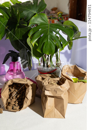 There are several brown paper bags on a table, each containing a plant There are several brown paper bags on a table, each containing a plant 114794651