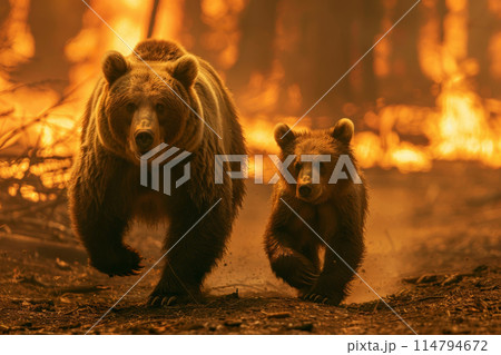wild animal mother bear and her cub running escaping to save their lives from a forest fire wild animal mother bear and her cub running escaping to save their lives from a forest fire 114794672