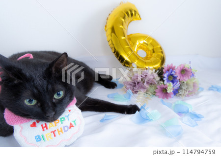 6才になった黒猫のオフショット 114794759