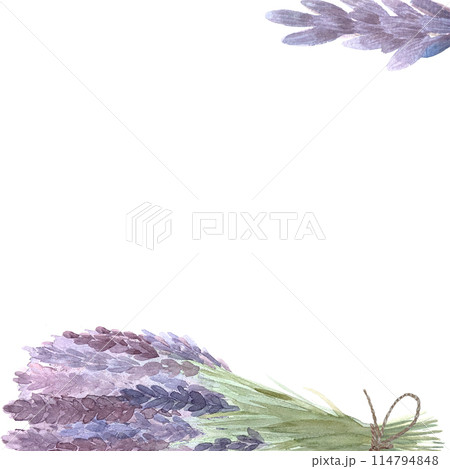 Lavender bunch tied with a string frame isolated on white. Hand painted watercolor. Herb with purple flowers, eco design. High quality art for packages, essential oil bottles, oil infusions, herbalism Lavender bunch tied with a string frame isolated on white. Hand painted watercolor. Herb with purple flowers, eco design. High quality art for packages, essential oil bottles, oil infusions, herbalism 114794848