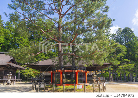 初夏の高野山　壇上伽藍　御影堂と三鈷の松 114794972