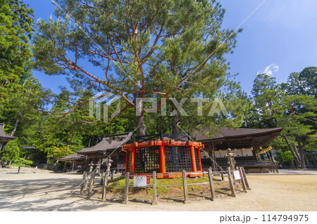 初夏の高野山　壇上伽藍　御影堂と三鈷の松 114794975