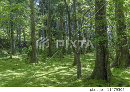 初夏の高野山　壇上伽藍　清瀧大権現龍王と阿字池前の苔庭 114795024