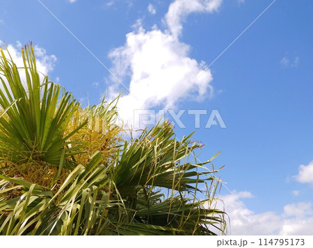 沖縄　ヤシの木と青空2 114795173