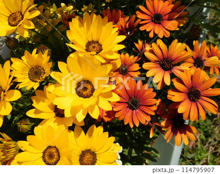 ビタミンカラーのガザニアの花 114795907