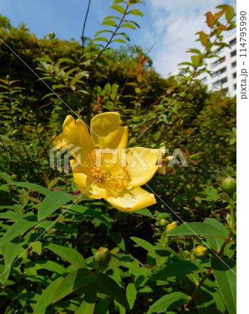 キンシバイの花 キンシバイの花 114795990