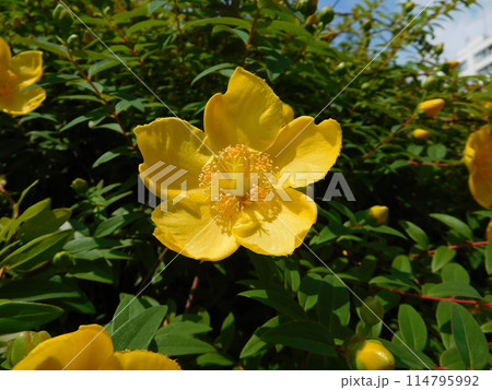 キンシバイの花 キンシバイの花 114795992