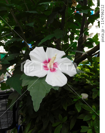 白色のムクゲの花 白色のムクゲの花 114796212