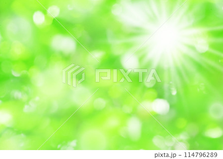 新緑 木漏れ日 新緑 木漏れ日 114796289