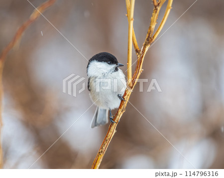 Cute bird the willow tit, song bird sitting on a branch without leaves in the winter. Cute bird the willow tit, song bird sitting on a branch without leaves in the winter. 114796316